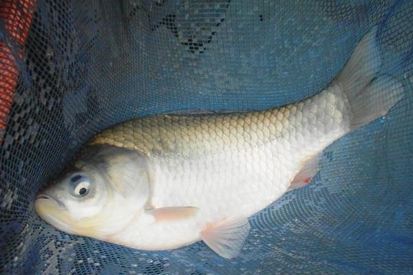 草鱼喜欢吃什么?