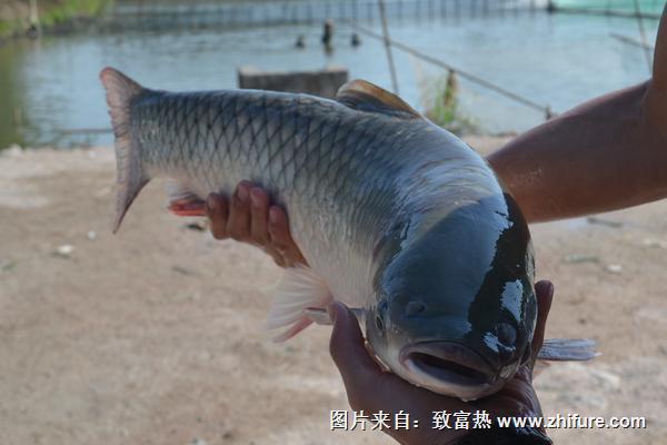 脆肉鲩多少钱一斤?