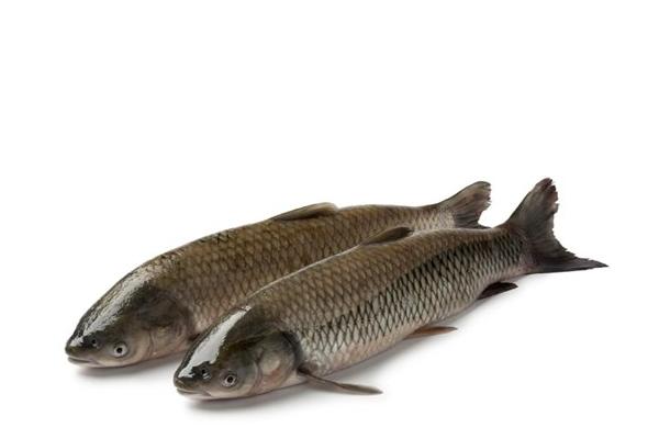 青鱼和草鱼的区别是什么?