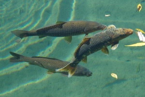 青鱼和草鱼的区别是什么?