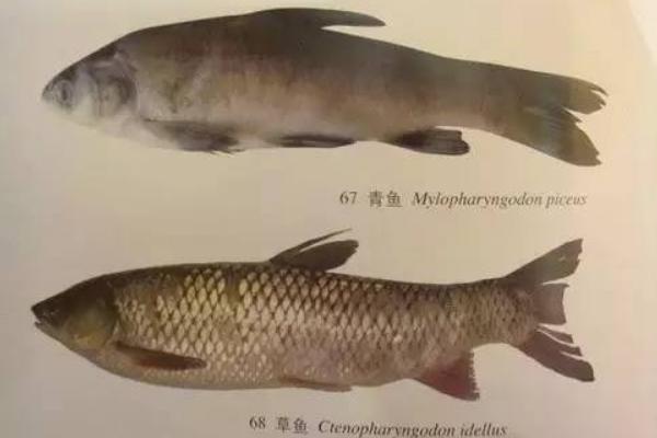 青鱼和草鱼的区别是什么?