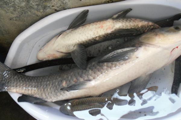 青鱼和草鱼的区别是什么?