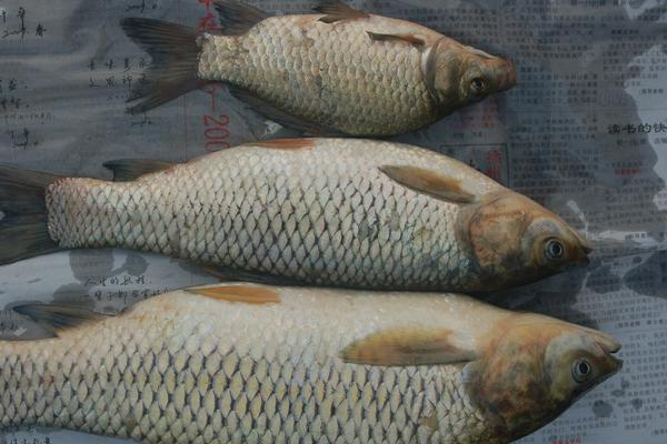青鱼和草鱼的区别是什么?