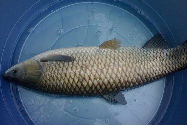 孕妇能吃草鱼吗?