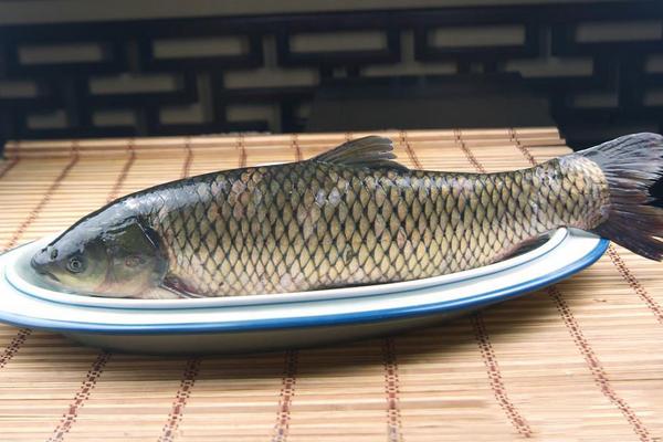 孕妇能吃草鱼吗?