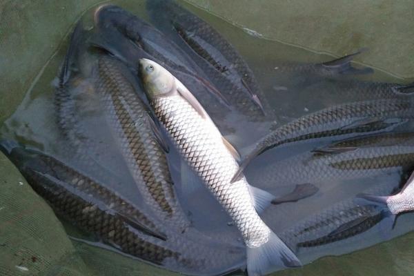 孕妇能吃草鱼吗?