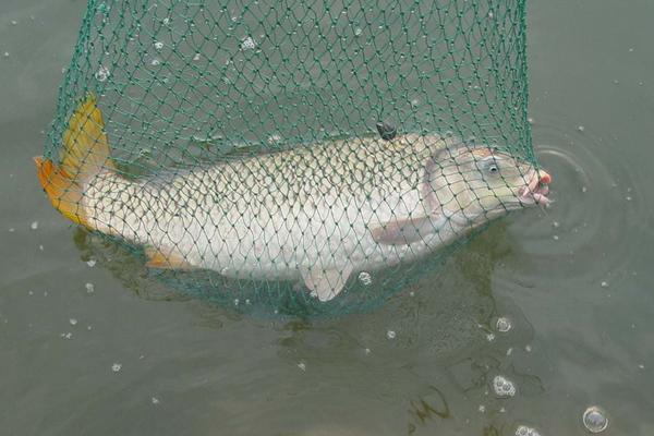 孕妇能吃草鱼吗?