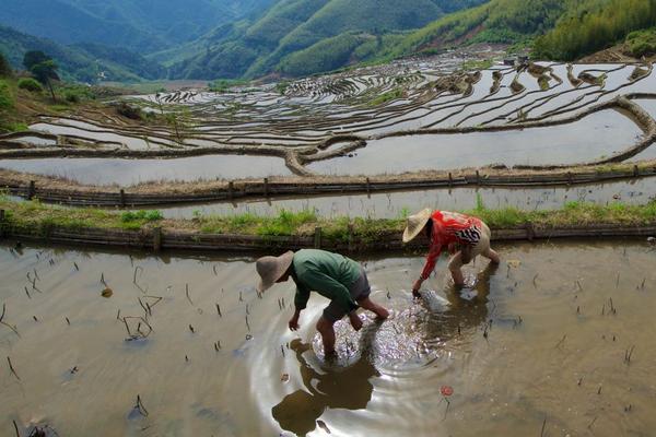 田螺和福寿螺的区别是什么?