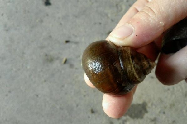 田螺和福寿螺的区别是什么?