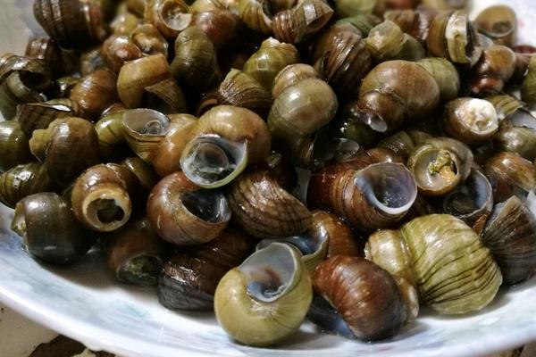 田螺和福寿螺的区别是什么?