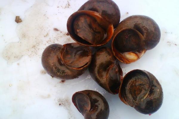 田螺和福寿螺的区别是什么?