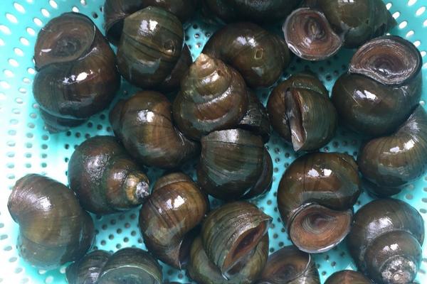 田螺和福寿螺的区别是什么?