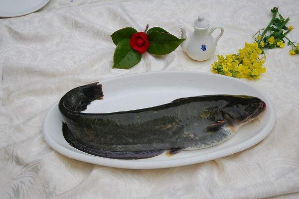 鮰鱼和鲶鱼的区别是什么?