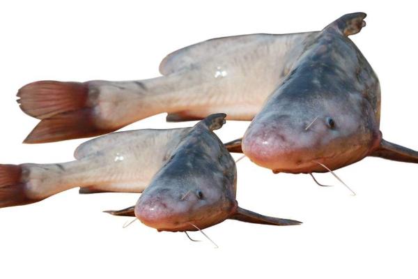 鮰鱼和鲶鱼的区别是什么?