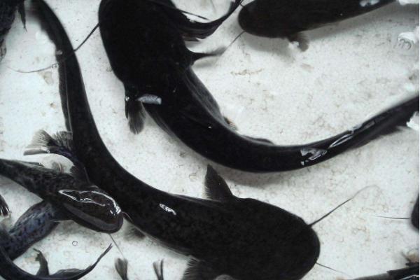 鮰鱼和鲶鱼的区别是什么?