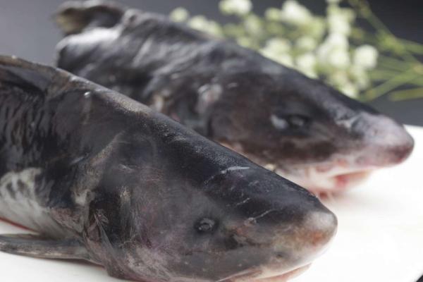 鮰鱼和鲶鱼的区别是什么?