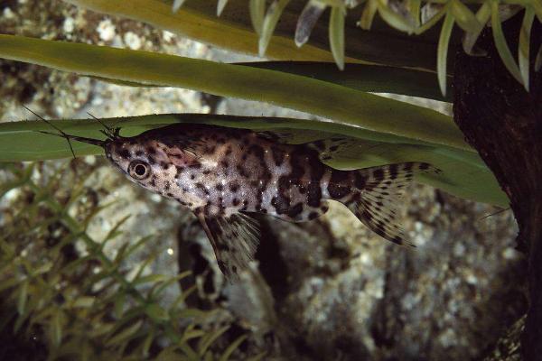 鮰鱼和鲶鱼的区别是什么?