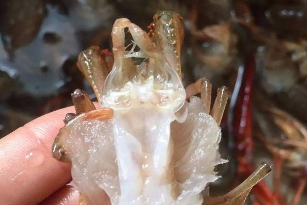 河虾怎么清洗才能洗干净?