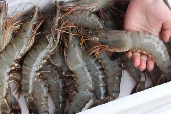 草虾是海虾还是河虾?