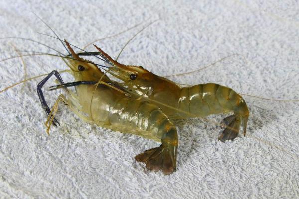 草虾是海虾还是河虾?