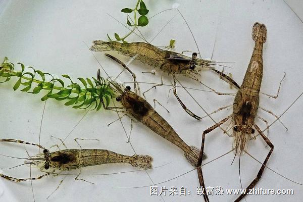 河虾怎么养?