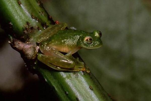 孕妇可以吃青蛙吗?