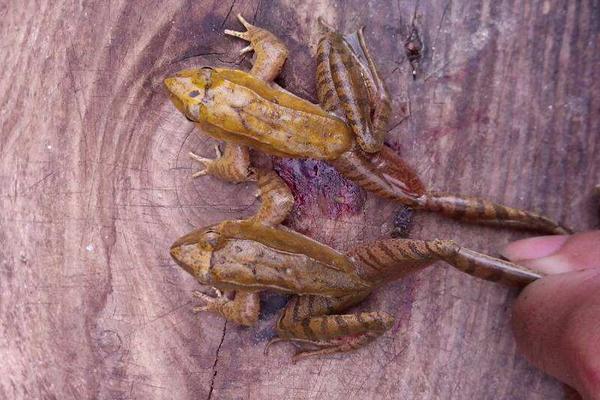 孕妇可以吃青蛙吗?