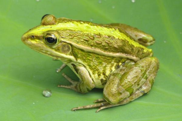 孕妇可以吃青蛙吗?