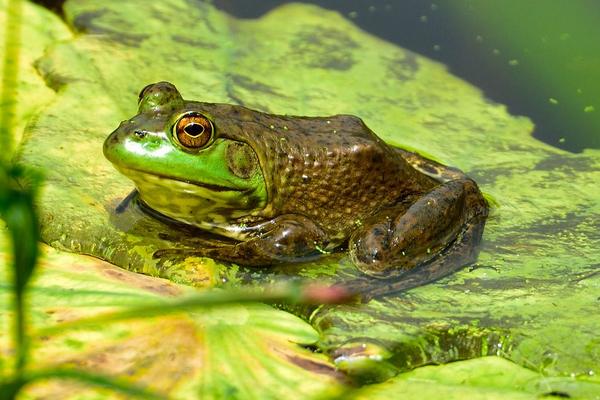 孕妇可以吃青蛙吗?