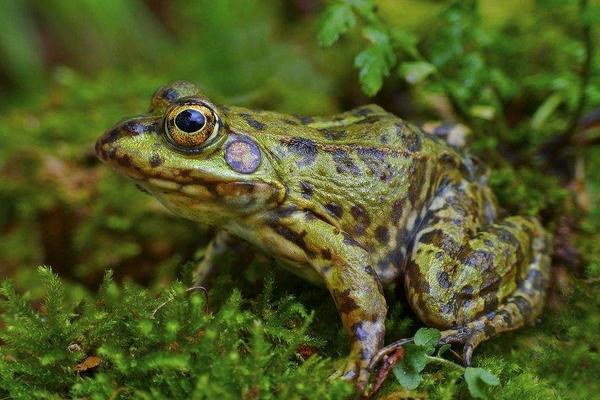 孕妇可以吃青蛙吗?