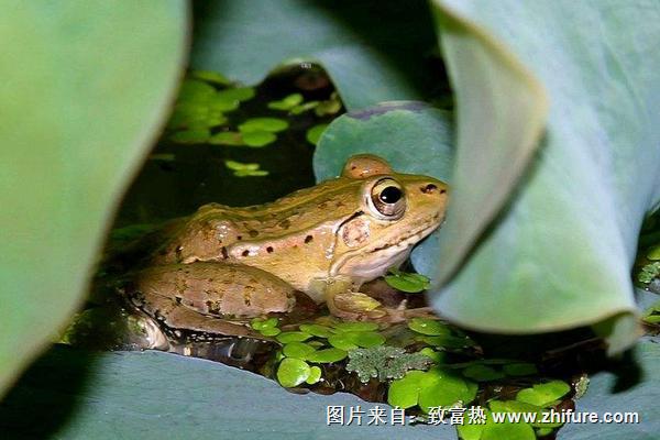 孕妇可以吃青蛙吗?