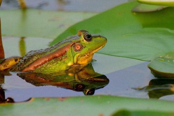 孕妇可以吃青蛙吗?