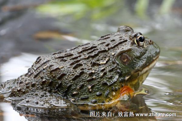 孕妇可以吃牛蛙吗?