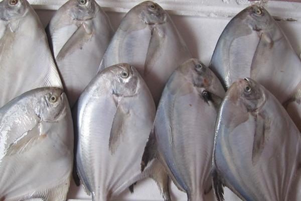 钓白鲳鱼用什么饵料?