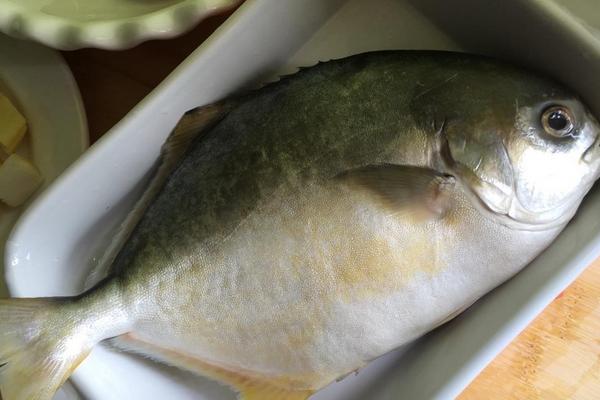 钓白鲳鱼用什么饵料?