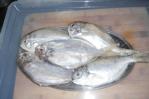 钓白鲳鱼用什么饵料?