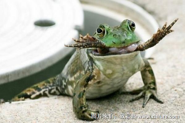 牛蛙有寄生虫吗?