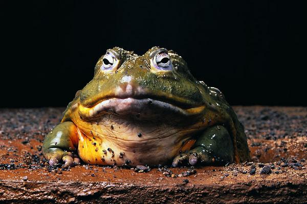 牛蛙有寄生虫吗?