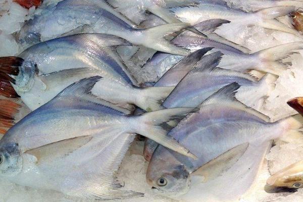 钓白鲳鱼用什么饵料?