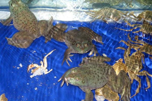 牛蛙有寄生虫吗?