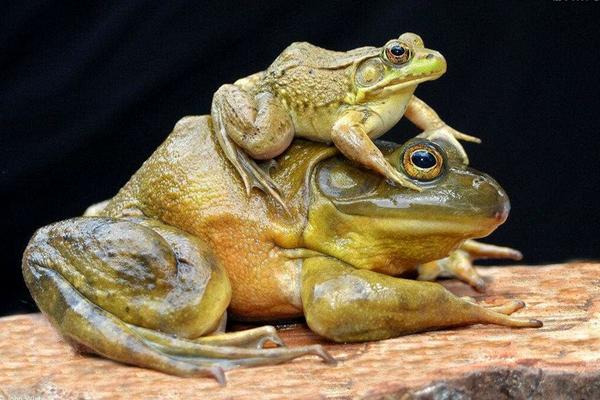 牛蛙有寄生虫吗?