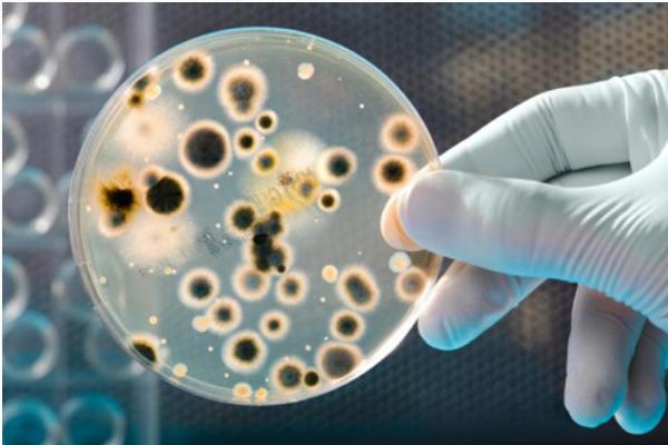 牛蛙有寄生虫吗?