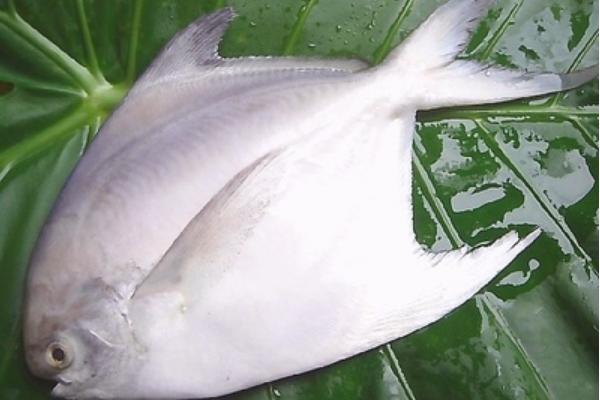 钓白鲳鱼用什么饵料?