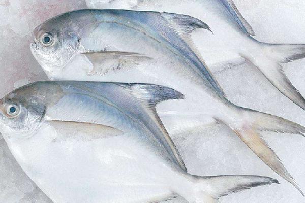 钓白鲳鱼用什么饵料?