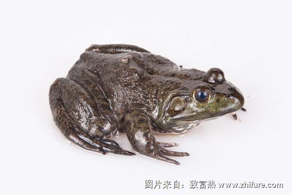牛蛙是发物吗?
