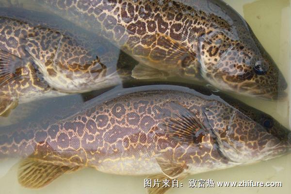鳜鱼和桂鱼的区别是什么？