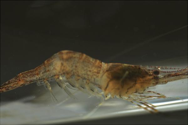 河虾有寄生虫吗?