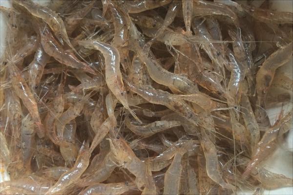 河虾有寄生虫吗?