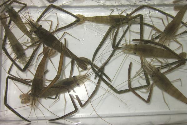 河虾有寄生虫吗?