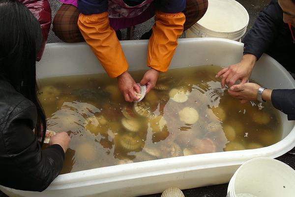 扇贝不能和什么一起吃?